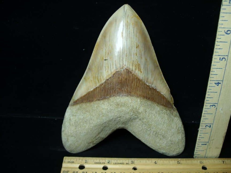 Collector'S Choice StonesBones | 7 Inch Fossil Megalodon Shark Tooth (030223W) - The Stones & Bones Collection