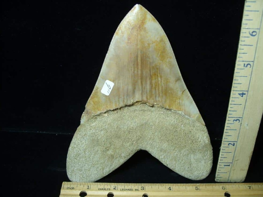 Collector'S Choice StonesBones | 7 Inch Fossil Megalodon Shark Tooth (030223W) - The Stones & Bones Collection