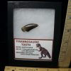 Dinosaur Claws & Teeth StonesBones | Daspletosaur Dinosaur Tooth (100422H) - The Stones & Bones Collection