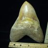 Collector'S Choice StonesBones | 7 Inch Fossil Megalodon Shark Tooth (030223X) - The Stones & Bones Collection