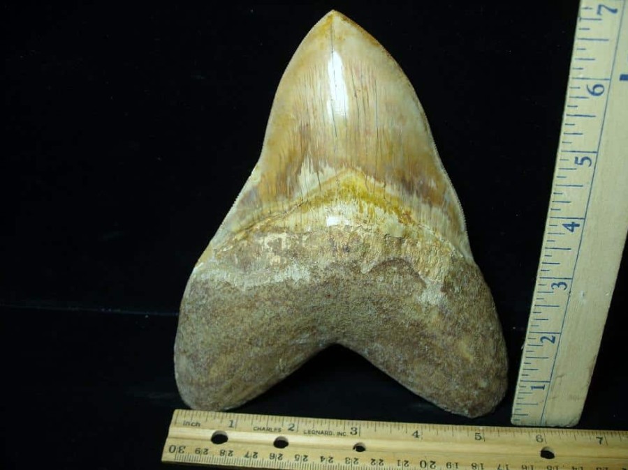 Collector'S Choice StonesBones | 7 Inch Fossil Megalodon Shark Tooth (030223X) - The Stones & Bones Collection