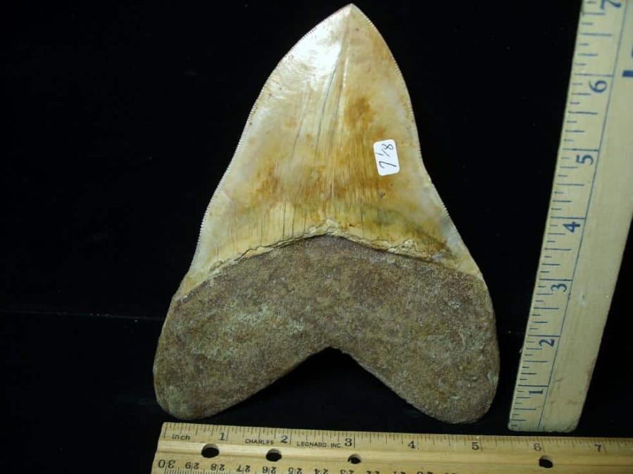 Collector'S Choice StonesBones | 7 Inch Fossil Megalodon Shark Tooth (030223X) - The Stones & Bones Collection