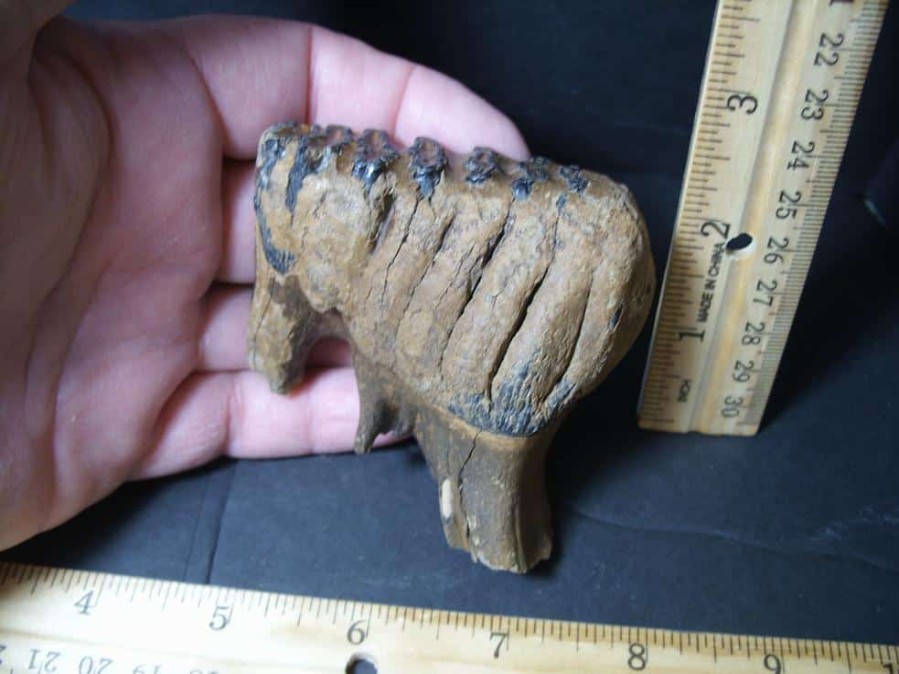 Mammal Fossils StonesBones | Fossilized Baby Mammoth Molar (101922C) - The Stones & Bones Collection