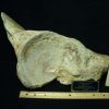 Mammal Fossils StonesBones | Partial Mammoth Hip Socket Bone (100423E) - The Stones & Bones Collection