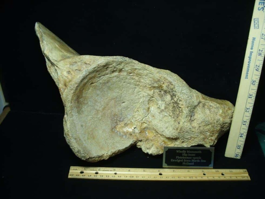 Mammal Fossils StonesBones | Partial Mammoth Hip Socket Bone (100423E) - The Stones & Bones Collection