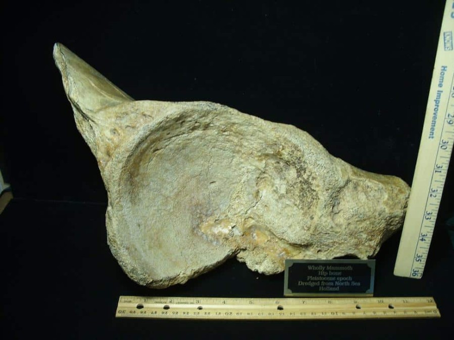 Mammal Fossils StonesBones | Partial Mammoth Hip Socket Bone (100423E) - The Stones & Bones Collection