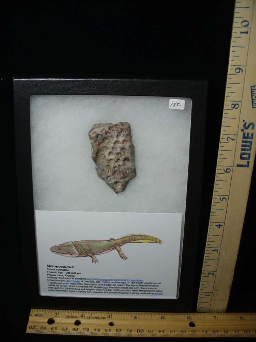 Reptiles StonesBones | Amphibian Metoposaur Fossil Bone (021123C) - The Stones & Bones Collection