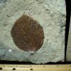 Plant Fossils StonesBones | Davidia Antiqua Fossil Leaf (102722E) - The Stones & Bones Collection