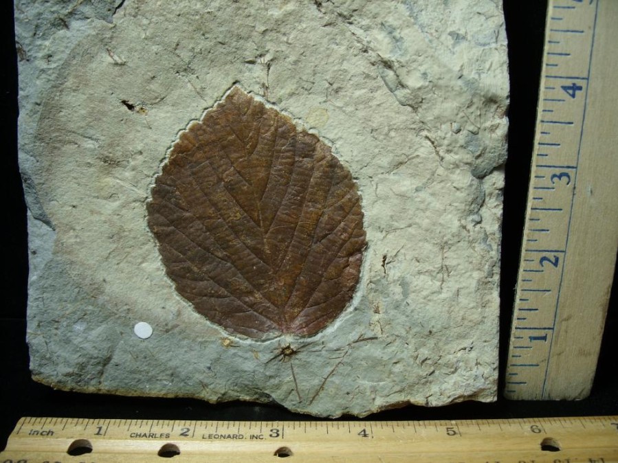 Plant Fossils StonesBones | Davidia Antiqua Fossil Leaf (102722E) - The Stones & Bones Collection