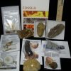 Collection Kits StonesBones | #11 Beginners Fossil Kit (063923C) - The Stones & Bones Collection