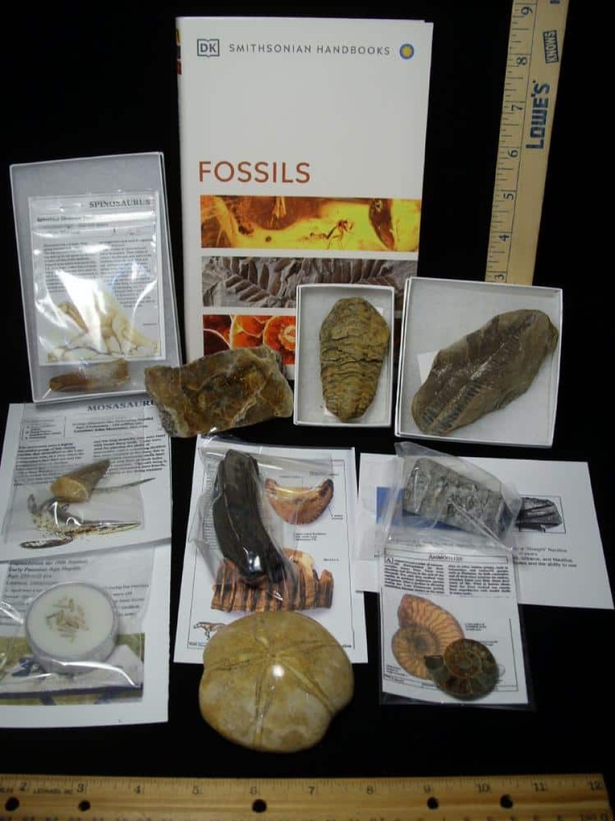 Collection Kits StonesBones | #11 Beginners Fossil Kit (063923C) - The Stones & Bones Collection