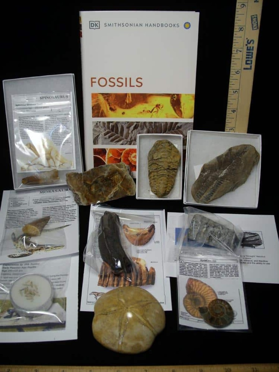 Collection Kits StonesBones | #11 Beginners Fossil Kit (063923C) - The Stones & Bones Collection