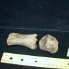 Mammal Fossils StonesBones | Early Horse "Equus" Fossil (072423G) - The Stones & Bones Collection