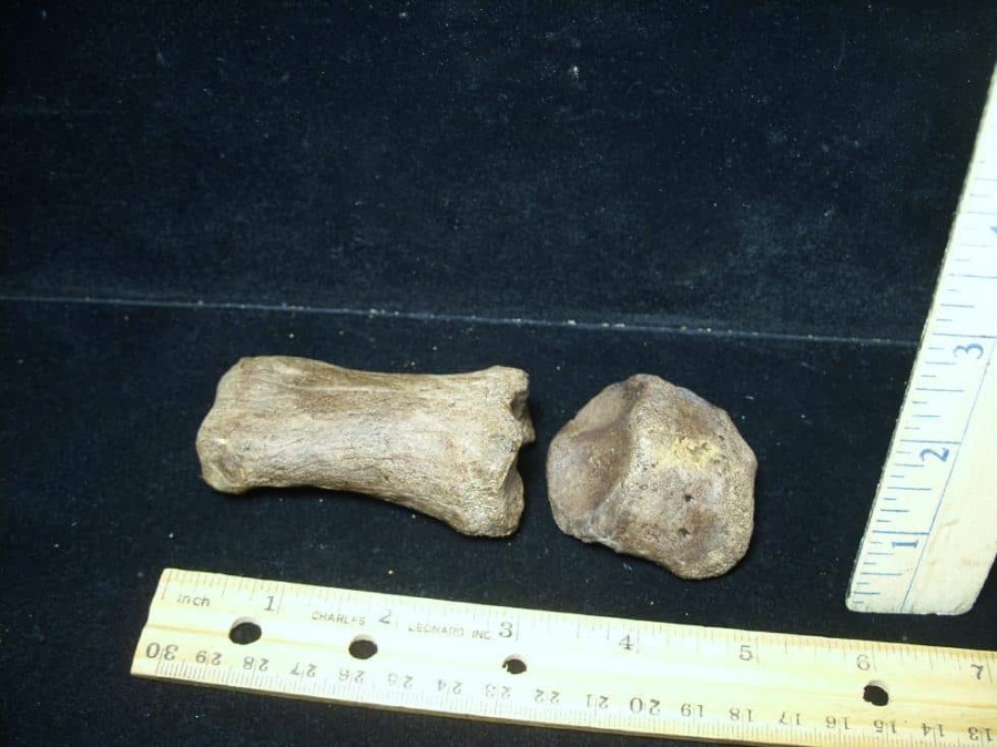 Mammal Fossils StonesBones | Early Horse "Equus" Fossil (072423G) - The Stones & Bones Collection