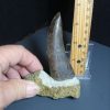 Dinosaurs Bones StonesBones | Tyrannosaurid "Gorgosaur" Dinosaur Tooth (012024G) - The Stones & Bones Collection