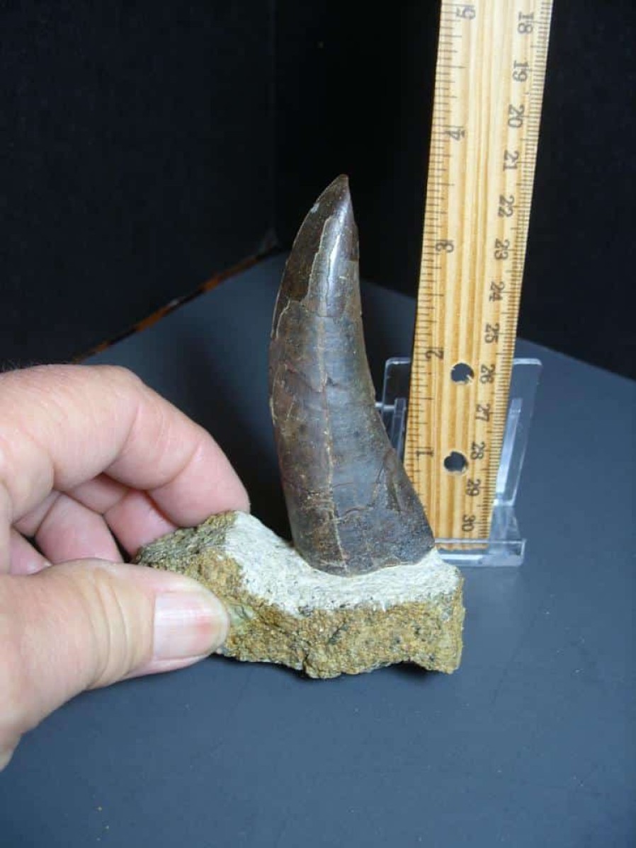 Dinosaurs Bones StonesBones | Tyrannosaurid "Gorgosaur" Dinosaur Tooth (012024G) - The Stones & Bones Collection