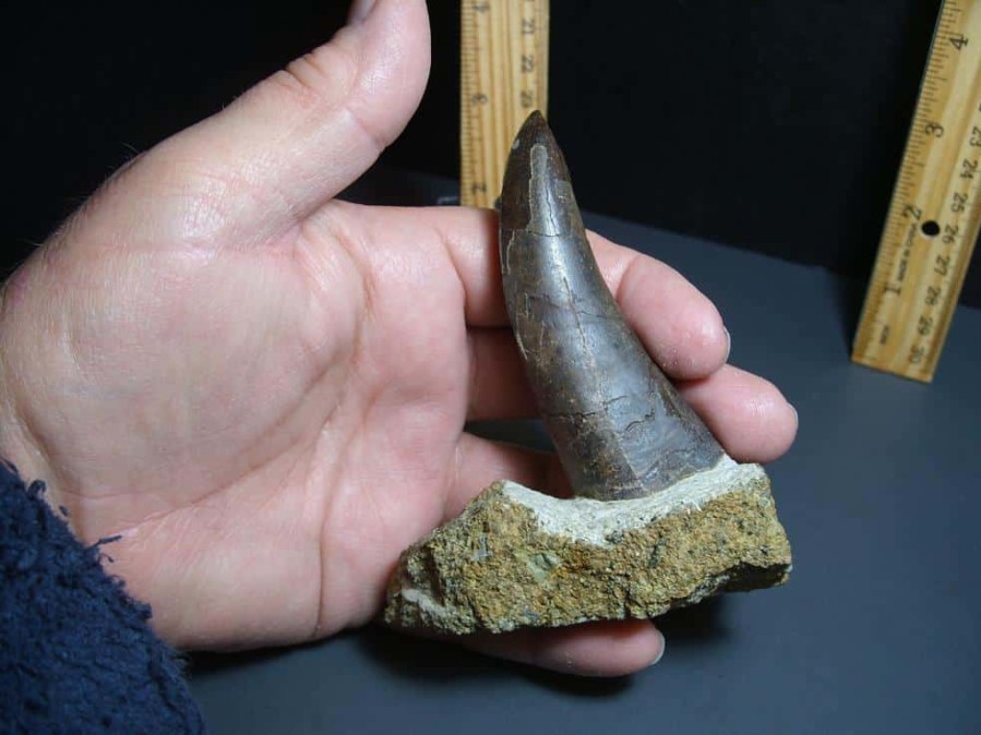 Dinosaurs Bones StonesBones | Tyrannosaurid "Gorgosaur" Dinosaur Tooth (012024G) - The Stones & Bones Collection