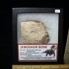 Dinosaurs Bones StonesBones | Partial Jurassic Dinosaur Bone (101122C) - The Stones & Bones Collection