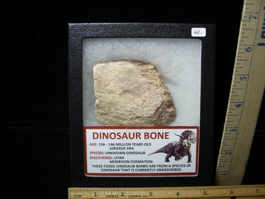 Dinosaurs Bones StonesBones | Partial Jurassic Dinosaur Bone (101122C) - The Stones & Bones Collection