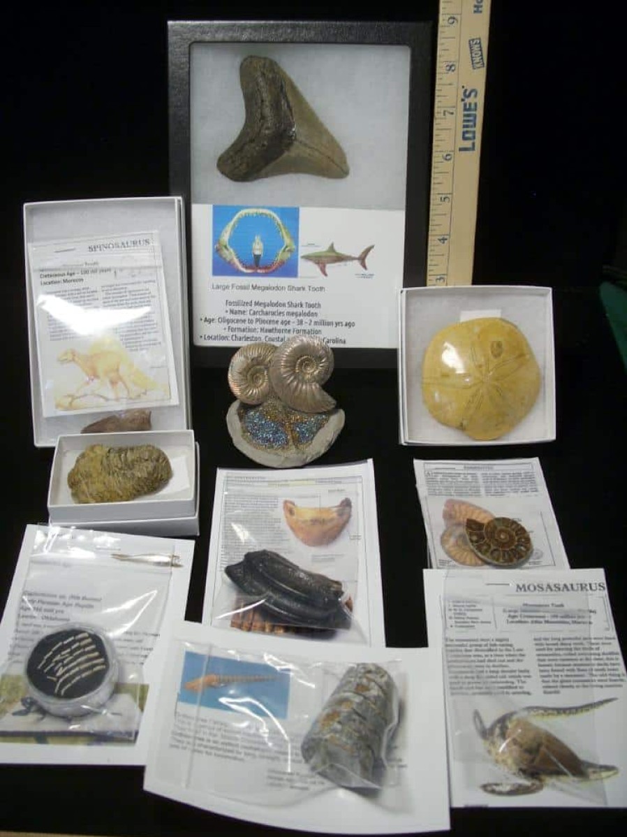 Collection Kits StonesBones | Premium Beginners Fossil Kit (052623E) - The Stones & Bones Collection