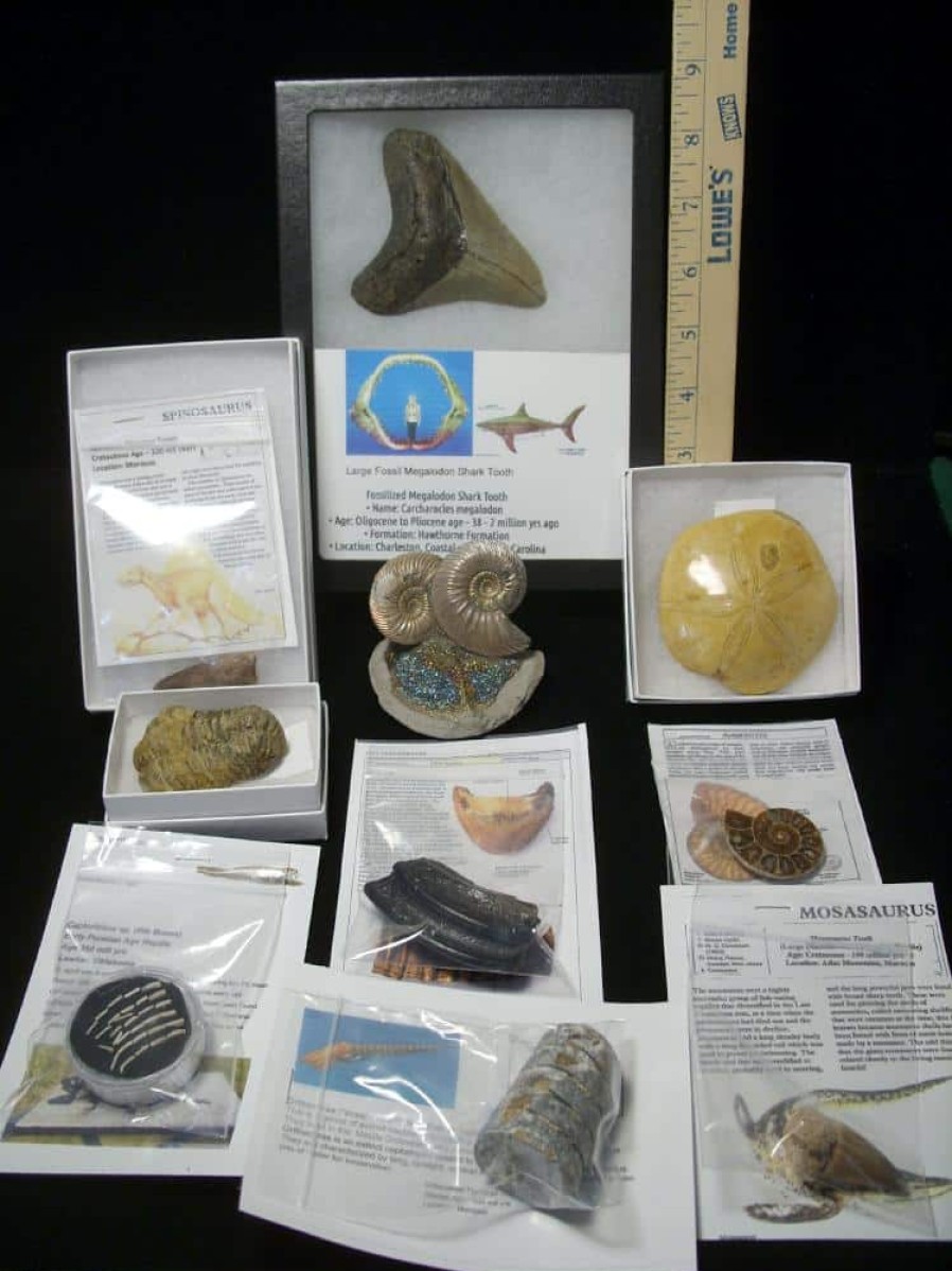 Collection Kits StonesBones | Premium Beginners Fossil Kit (052623E) - The Stones & Bones Collection