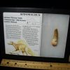 Dinosaur Claws & Teeth StonesBones | Authentic Spinosaurus Dinosaur Tooth (062123C) - The Stones & Bones Collection