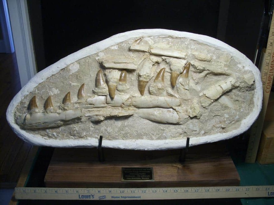 Collector'S Choice StonesBones | Mosasaur Jaw Section With Teeth (121923A) - The Stones & Bones Collection