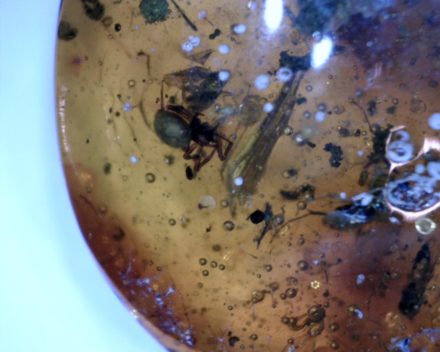 Amber StonesBones | Dominican Amber Specimen With Wasp & Spider (032023D) - The Stones & Bones Collection