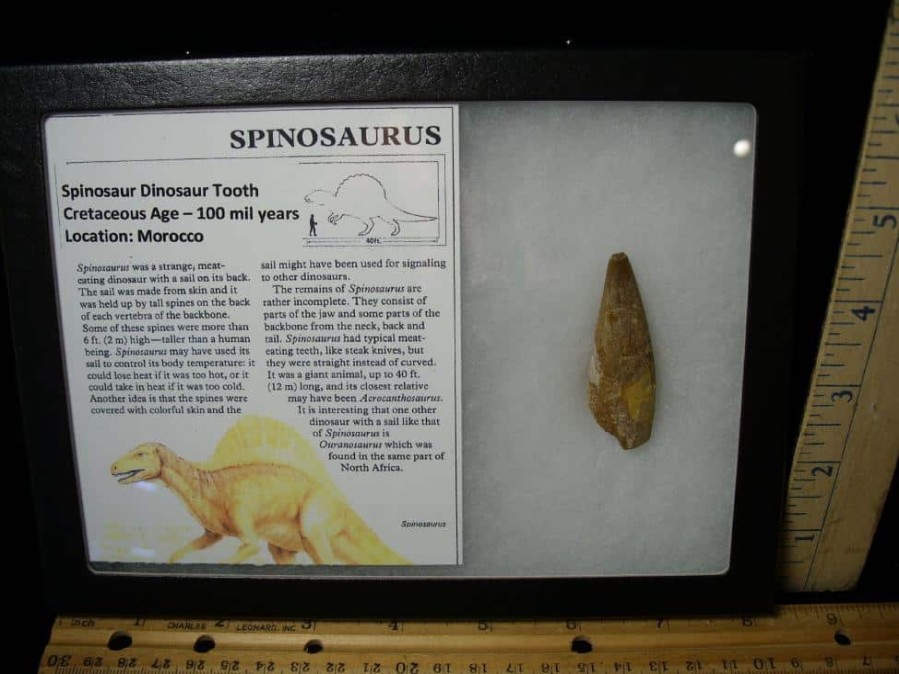 Dinosaur Claws & Teeth StonesBones | Authentic Spinosaurus Dinosaur Tooth (062023V) - The Stones & Bones Collection