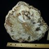 Petrified Wood StonesBones | Madagascar Petrified Wood Log Slice (051523G) - The Stones & Bones Collection