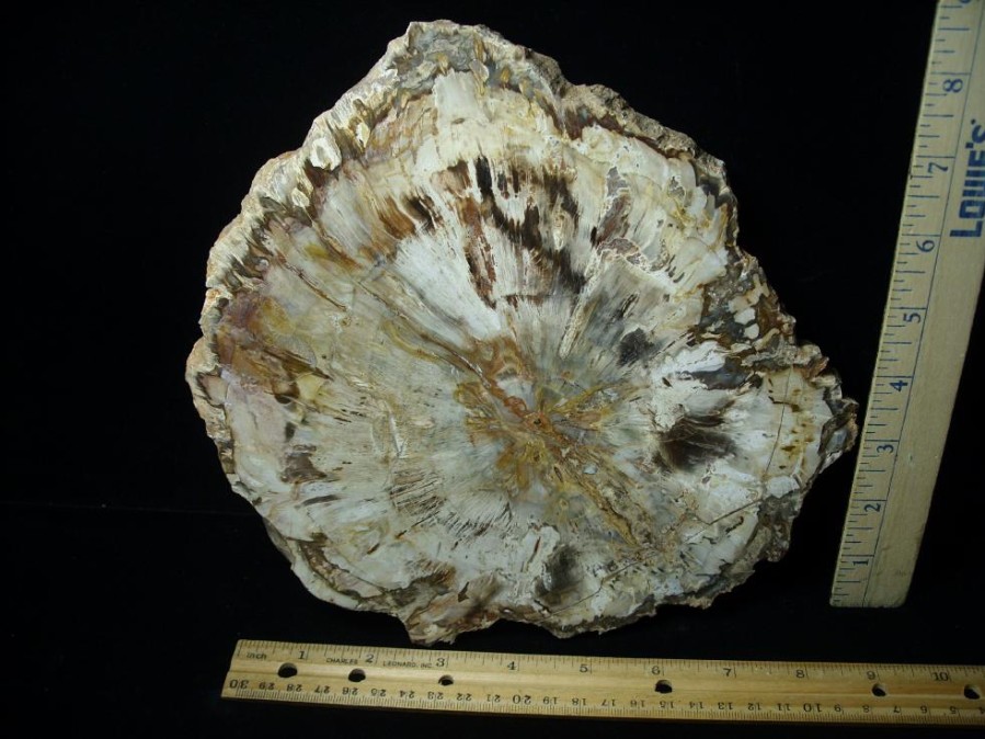 Petrified Wood StonesBones | Madagascar Petrified Wood Log Slice (051523G) - The Stones & Bones Collection