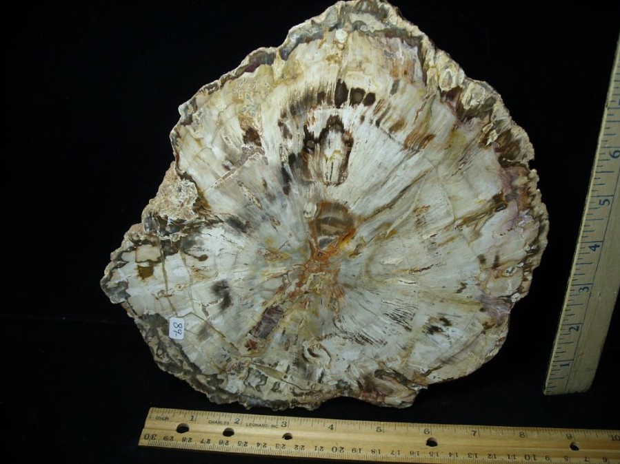 Petrified Wood StonesBones | Madagascar Petrified Wood Log Slice (051523G) - The Stones & Bones Collection