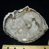 Petrified Wood StonesBones | Madagascar Petrified Wood Log Slice (041823C) - The Stones & Bones Collection