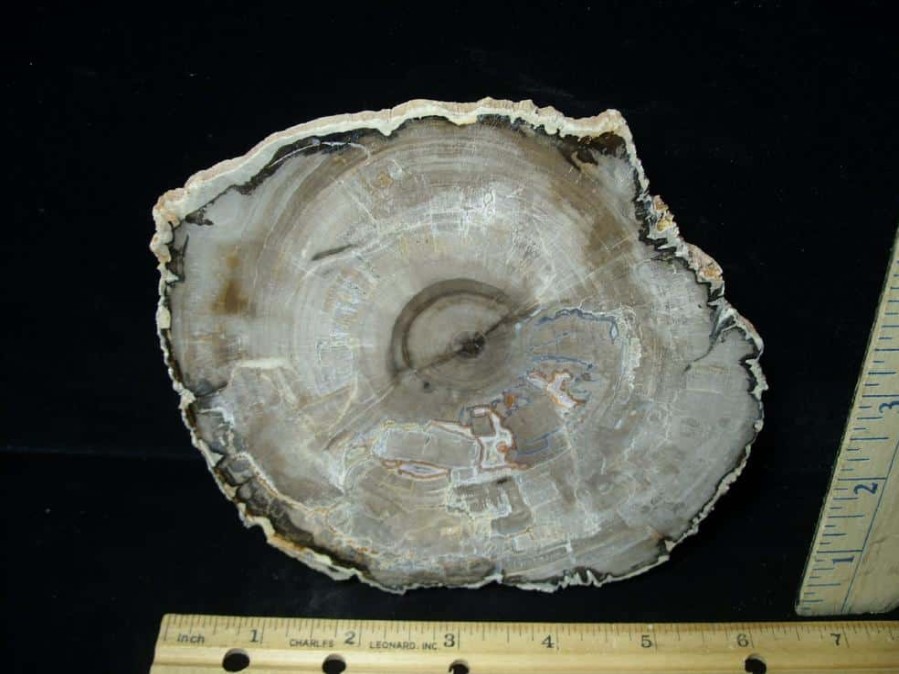 Petrified Wood StonesBones | Madagascar Petrified Wood Log Slice (041823C) - The Stones & Bones Collection