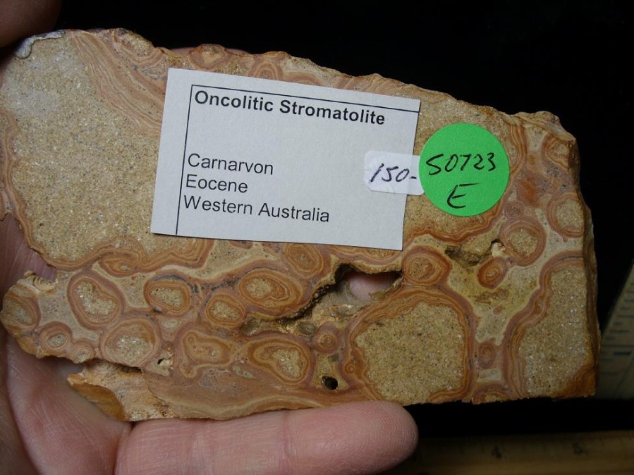 Oddities StonesBones | Fossilized Stromatolites (050723E) - The Stones & Bones Collection