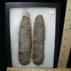 Plant Fossils StonesBones | Mazon Creek Fern Fossil Nodule (102522N) - The Stones & Bones Collection