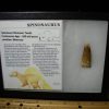 Dinosaur Claws & Teeth StonesBones | Authentic Spinosaurus Dinosaur Tooth (062023W) - The Stones & Bones Collection