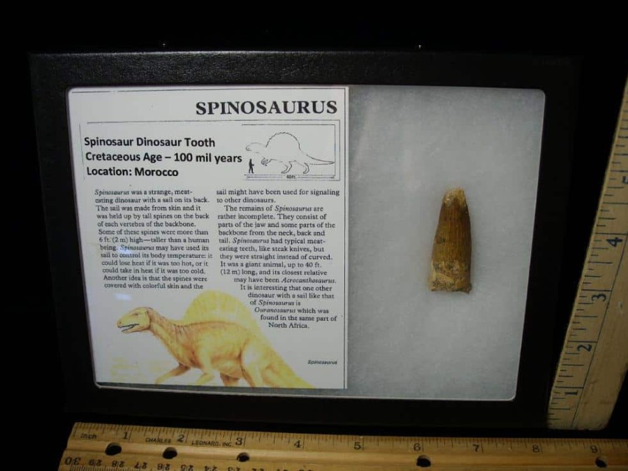 Dinosaur Claws & Teeth StonesBones | Authentic Spinosaurus Dinosaur Tooth (062023W) - The Stones & Bones Collection