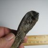 Collector'S Choice StonesBones | Camarasaurus Dinosaur Tooth (012823C) - The Stones & Bones Collection