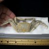 Collector'S Choice StonesBones | Fossilized Crab Arthropod (041823K) - The Stones & Bones Collection