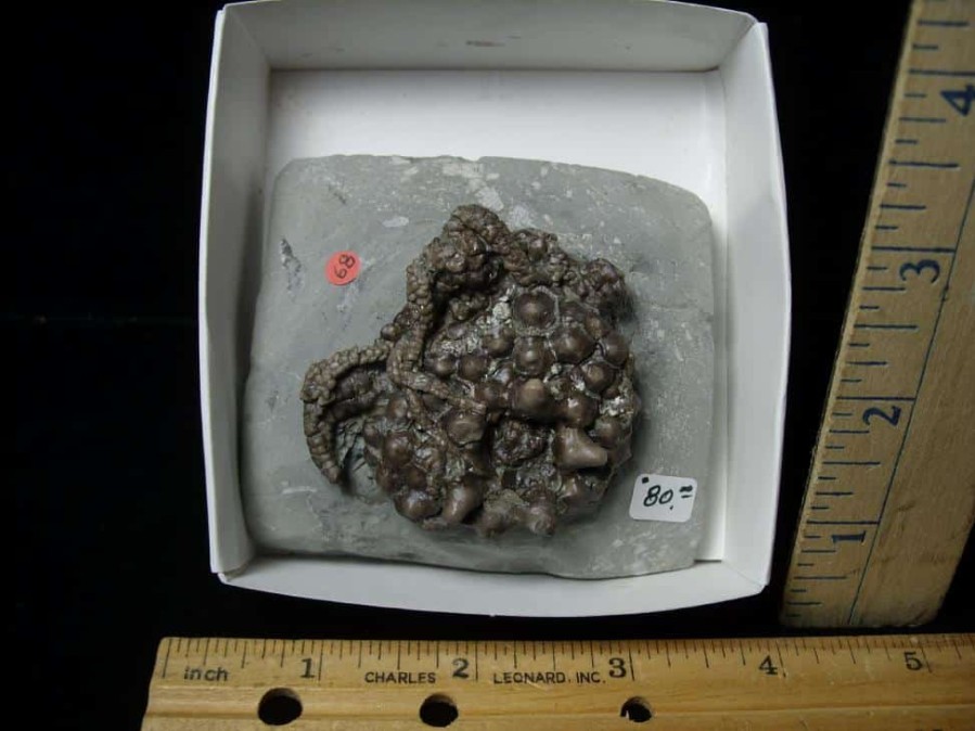 Crinoid Fossils For Sale StonesBones | Indiana Fossil Crinoid (102822K) - The Stones & Bones Collection