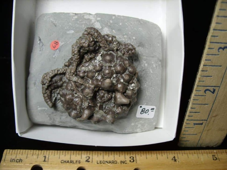 Crinoid Fossils For Sale StonesBones | Indiana Fossil Crinoid (102822K) - The Stones & Bones Collection