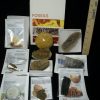 Collection Kits StonesBones | #11 Beginners Fossil Kit (063923B) - The Stones & Bones Collection