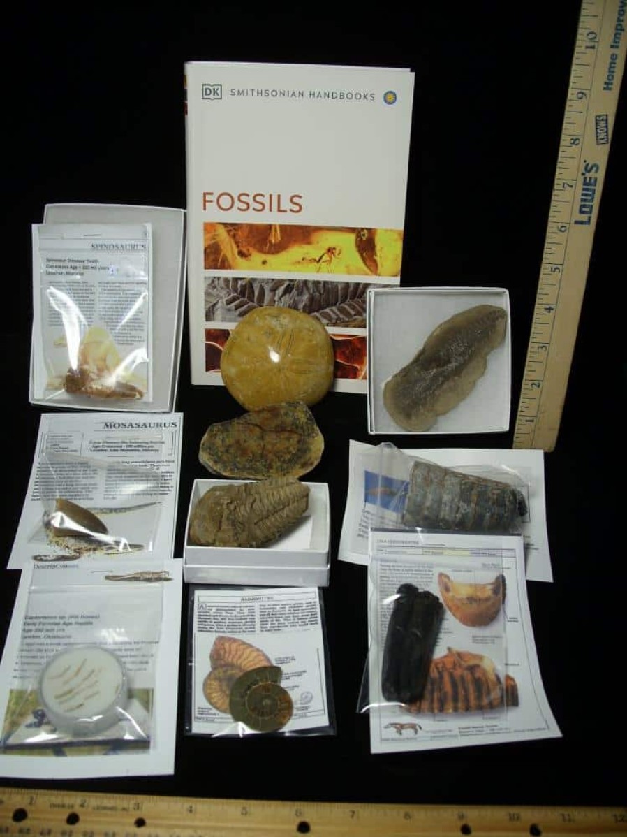 Collection Kits StonesBones | #11 Beginners Fossil Kit (063923B) - The Stones & Bones Collection