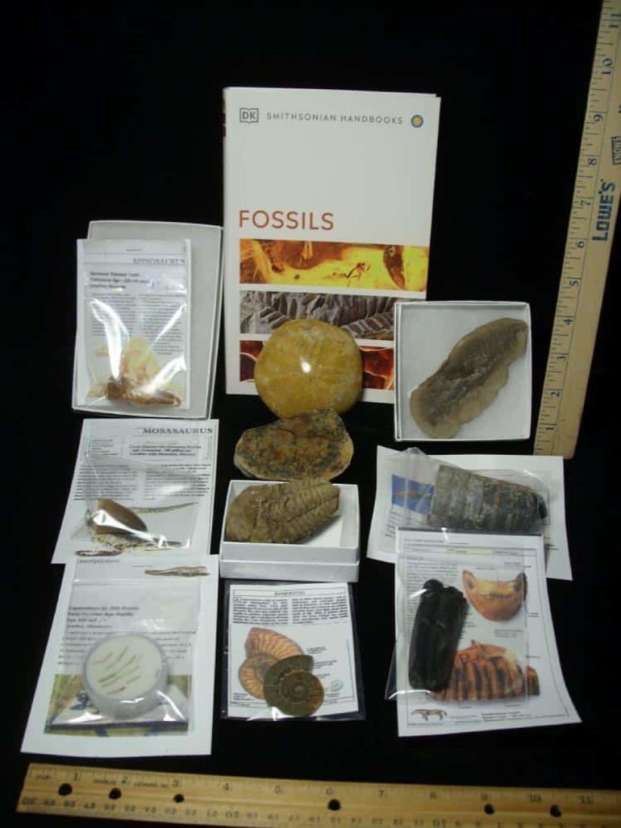 Collection Kits StonesBones | #11 Beginners Fossil Kit (063923B) - The Stones & Bones Collection