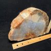 Petrified Wood StonesBones | Arizona Petrified Wood (021323K) - The Stones & Bones Collection