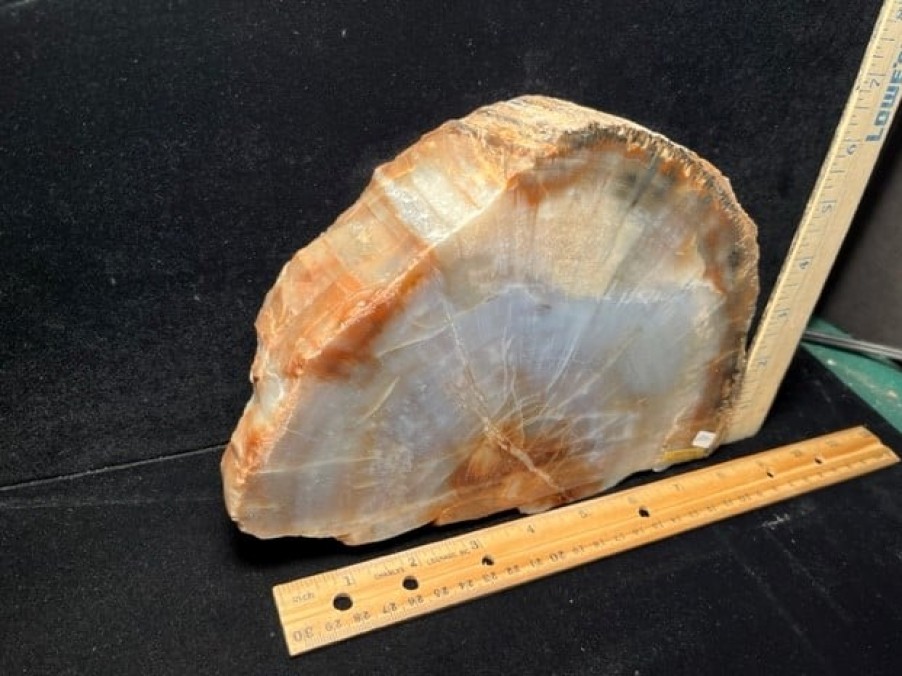 Petrified Wood StonesBones | Arizona Petrified Wood (021323K) - The Stones & Bones Collection