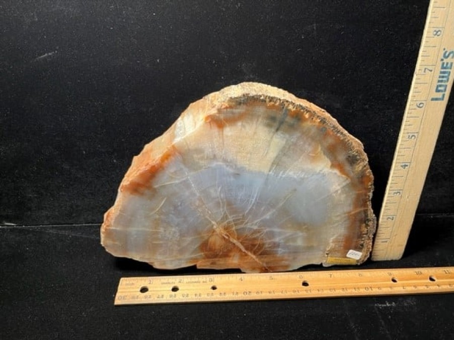 Petrified Wood StonesBones | Arizona Petrified Wood (021323K) - The Stones & Bones Collection