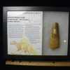 Dinosaur Claws & Teeth StonesBones | Large Authentic Spinosaurus Dinosaur Tooth (122823M) - The Stones & Bones Collection