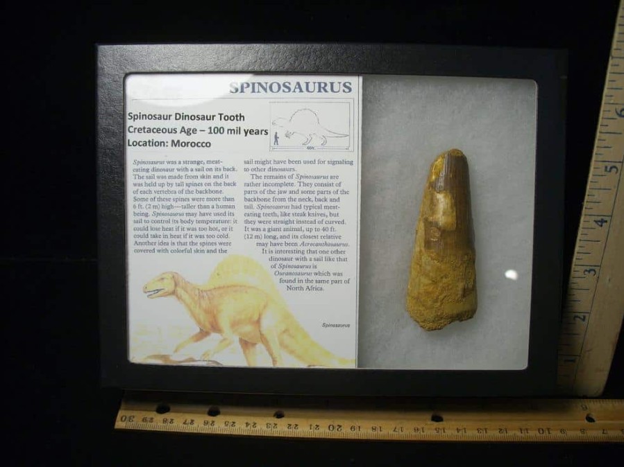 Dinosaur Claws & Teeth StonesBones | Large Authentic Spinosaurus Dinosaur Tooth (122823M) - The Stones & Bones Collection